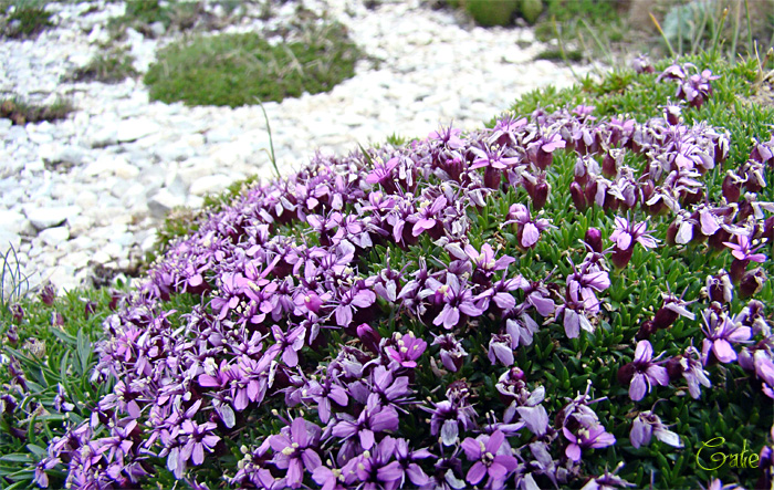 Silene acaulis - Silene acaule